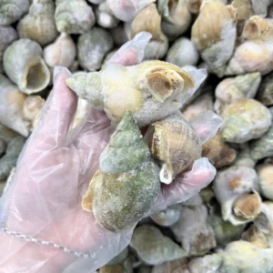 ỐC BULOT – THỊT GIÒN DAI, NGỌT THANH CHUẨN BIỂN