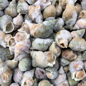 Ngao, sò, ốc, hến