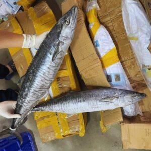 Cá Thu Phấn Nguyên Con – Sản phẩm cấp đông sạch